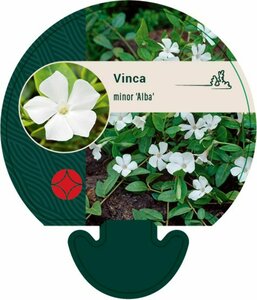 Vinca minor 'Alba' P9 - afbeelding 14