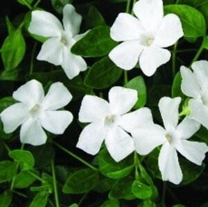 Vinca minor 'Alba' P9 - afbeelding 2