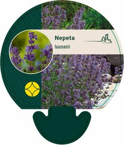 Nepeta faassenii P9 - afbeelding 3