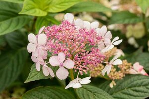 Hydrangea serrata 'Bluebird' C2