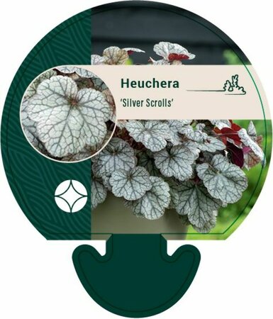 Heuchera 'Silver Scrolls' P9 - afbeelding 2