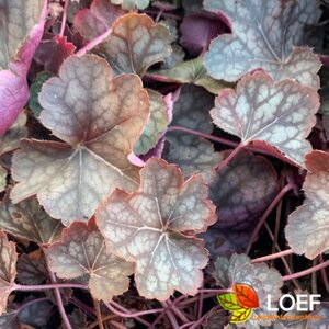 Heuchera 'Silver Scrolls' P9 - afbeelding 1