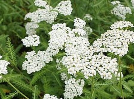 Achillea millefolium 'Schneetaler' P9 - afbeelding 1