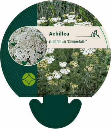 Achillea millefolium 'Schneetaler' P9 - afbeelding 2