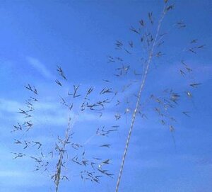 Stipa gigantea P9 - afbeelding 1