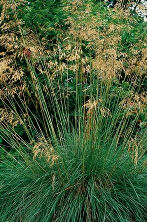 Stipa gigantea P9 - afbeelding 4