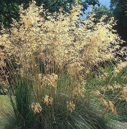 Stipa gigantea P9 - afbeelding 5