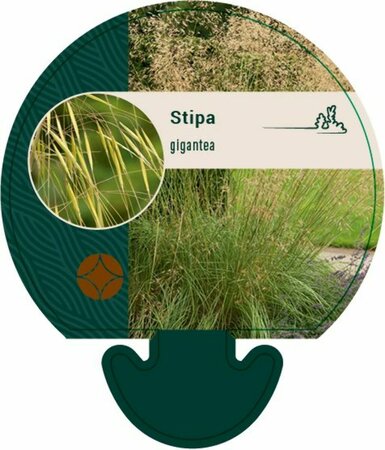 Stipa gigantea P9 - afbeelding 3