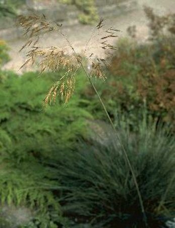 Stipa gigantea P9 - afbeelding 2