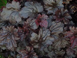 Heuchera 'Black Sea' P9 - afbeelding 1