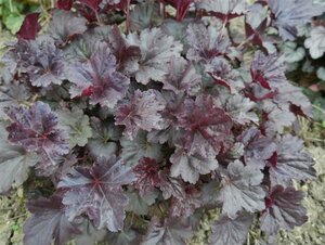 Heuchera 'Black Sea' P9 - afbeelding 2