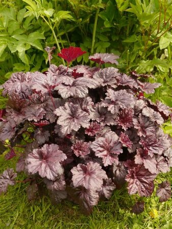 Heuchera 'Black Sea' P9 - afbeelding 3