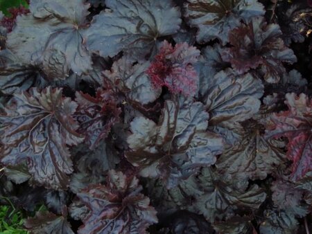 Heuchera 'Black Sea' P9 - afbeelding 4