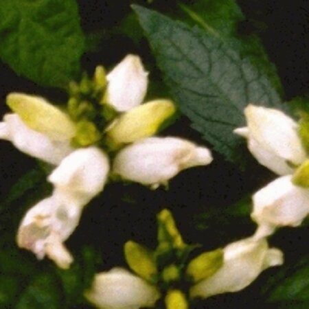 Chelone obliqua 'Alba' P9 - afbeelding 3