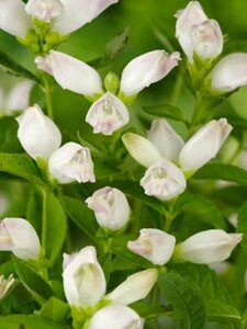 Chelone obliqua 'Alba' P9 - afbeelding 4