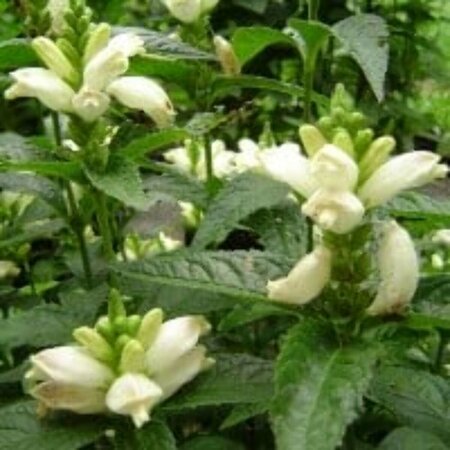 Chelone obliqua 'Alba' P9 - afbeelding 5