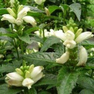 Chelone obliqua 'Alba' P9 - afbeelding 5