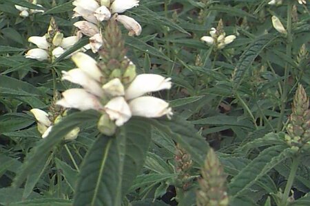 Chelone obliqua 'Alba' P9 - afbeelding 1