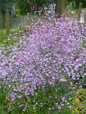 Thalictrum 'Splendide' P9 - afbeelding 1