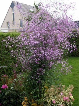 Thalictrum 'Splendide' P9 - afbeelding 2