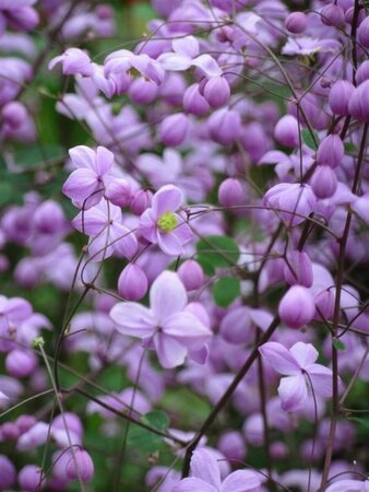 Thalictrum 'Splendide' P9 - afbeelding 3