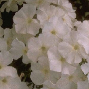 Phlox paniculata 'Fujiyama' P9 - afbeelding 1