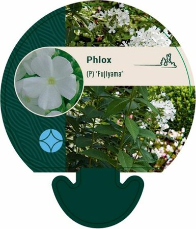 Phlox paniculata 'Fujiyama' P9 - afbeelding 3