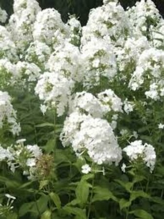 Phlox paniculata 'Fujiyama' P9 - afbeelding 2