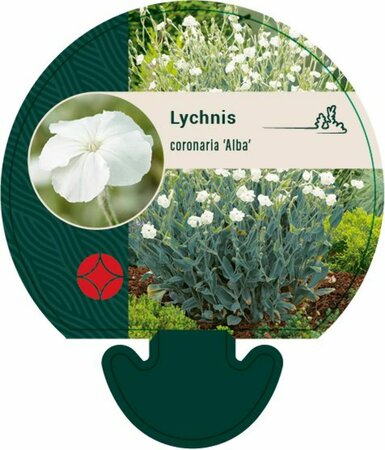 Lychnis coronaria 'Alba' P9