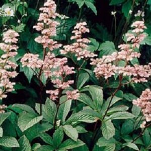 Rodgersia henrici P9 - afbeelding 1