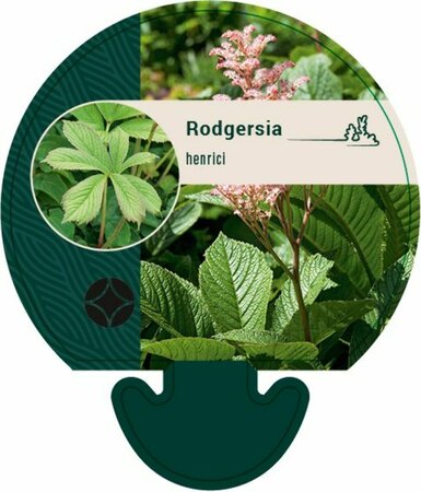 Rodgersia henrici P9 - afbeelding 2