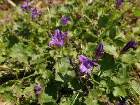 Campanula portenschlagiana 'Catharina' P9