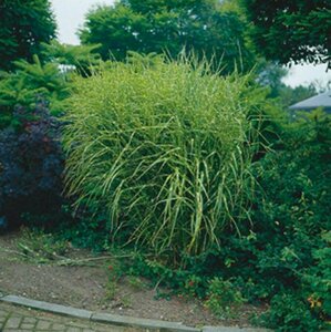 Miscanthus sinensis 'Zebrinus'=strictus P9 - afbeelding 1