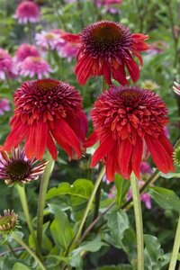 Echinacea purpurea 'Eccentric' P9 - afbeelding 2