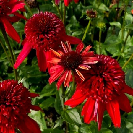 Echinacea purpurea 'Eccentric' P9 - afbeelding 4