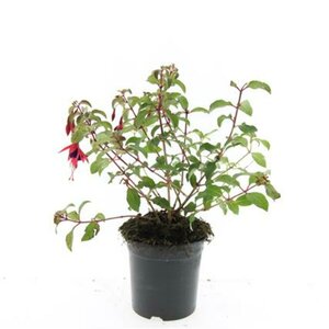 Fuchsia 'Mrs Popple' P9 - afbeelding 3