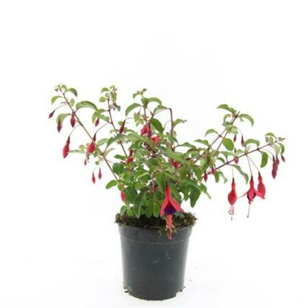 Fuchsia 'Mrs Popple' P9 - afbeelding 5