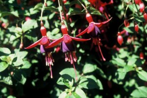 Fuchsia 'Mrs Popple' P9 - afbeelding 1