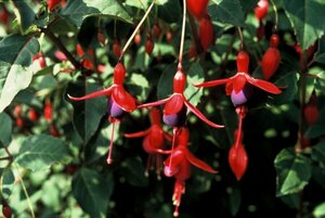 Fuchsia 'Mrs Popple' P9 - afbeelding 2