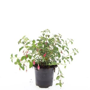 Fuchsia 'Mrs Popple' P9 - afbeelding 6