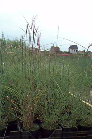 Miscanthus sinensis 'Kleine Fontäne' P9