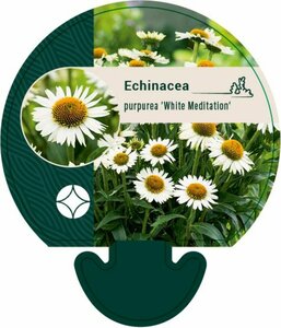 Echinacea purpurea 'White Meditation' P9