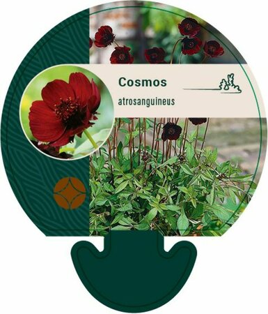 Cosmos atrosanguineus P9 - afbeelding 2