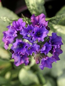 Pulmonaria long. 'Diana Clare' P9 - afbeelding 2