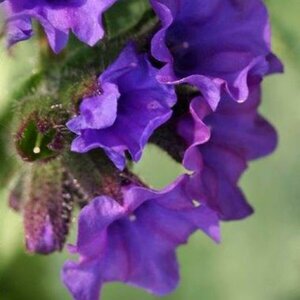 Pulmonaria long. 'Diana Clare' P9 - afbeelding 3