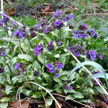 Pulmonaria long. 'Diana Clare' P9 - afbeelding 1