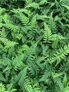 Polystichum tsussimense P9 - afbeelding 4