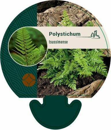 Polystichum tsussimense P9 - afbeelding 6