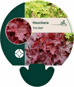 Heuchera 'Fire Chief' P9 - afbeelding 1