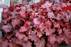 Heuchera 'Fire Chief' P9 - afbeelding 2